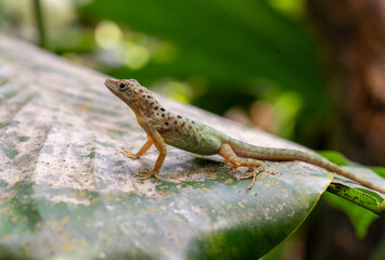 A green lizard is on a leaf. The lizard is green and brown