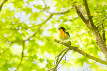 新緑の林で美しくさえずる可愛いキビタキ（ヒタキ科）。

日本国神奈川県相模原市、早戸川林道にて。
2024年4月撮影。

A lovely Narcissus Flycatcher, (Ficedula narcissina, family Cyanopterygidae) singing beautifully in in the fresh greenery woods.

At Hayato