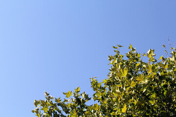 Clear blue sky and vibrant green foliage on a tree abstract textured background