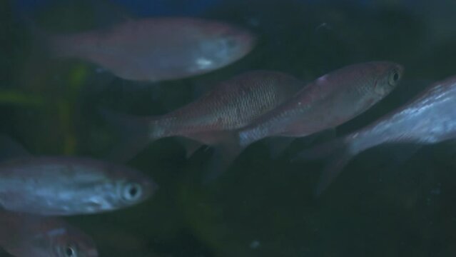 Young bream and roach swims in the aquarium. Freshwater river fish in an aquarium. Selective focus