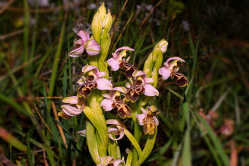Abundantly flowering Carmel Bee-Orchid (Ophrys umbilicata), in natural habitat, Cyprus