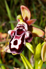 Colorful flower of the Cyprus bee orchid (Ophrys kotschyi), in natural habitat on Cyprus