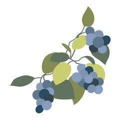 Fototapeta premium Blue grapes on branch in flat design. Vineyard berries with green leaves. Vector illustration isolated.