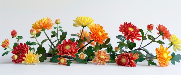 Chrysanthemum Flowers And Multi-Colored Buds And Blooms On A White Background Isolated, Background HD For Designer 