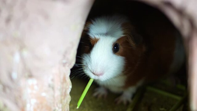 Cui guinea pig chewing food with cute black eyes on white brown body, detailed closeup