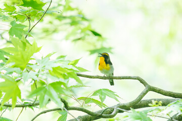 新緑の林で美しくさえずる可愛いキビタキ（ヒタキ科）。

日本国神奈川県相模原市、早戸川林道にて。
2024年4月撮影。

A lovely Narcissus Flycatcher, (Ficedula narcissina, family Cyanopterygidae) singing beautifully in in the fresh greenery woods.

At Hayato