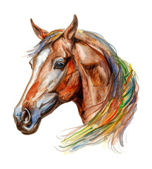 horse head watercolor digital painting good quality