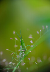 Selective focus of green grasshopper on a wild grass. Macro photography.