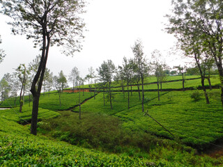 Tea Plantation ecosystem, Panoramic view in central highland, Sri Lanka  