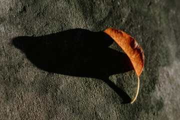 leaf on a black background