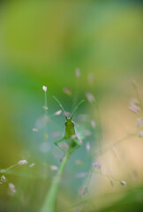 Selective focus of green grasshopper on a wild grass. Macro photography.
