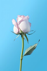 Single pink rose isolated on blue background. Macro shot with copy space. Romance and beauty concept. Design for greeting card, wedding invitation.