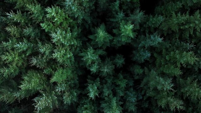 Plantation Forest Woodland Aerial View