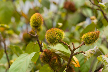 Close up of the red fruits of an achiote tree