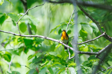 新緑の林で美しくさえずる可愛いキビタキ（ヒタキ科）。

日本国神奈川県相模原市、早戸川林道にて。
2024年4月撮影。

A lovely Narcissus Flycatcher, (Ficedula narcissina, family Cyanopterygidae) singing beautifully in in the fresh greenery woods.

At Hayato