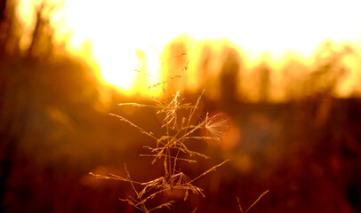 Nature sunset scene. Ethereal fairy summer or autumn nature, fluffy flowers. Soft blurred sunlight,...