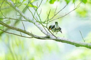 新緑の中、羽虫を捕らえるために飛び立つ（フライキャッチ）可愛いキビタキ（ヒタキ科）。

日本国神奈川県相模原市、早戸川林道にて。
2024年4月撮影。

A lovely little Narcissus Flycatcher, (Ficedula narcissina, family Cyanopterygidae) takes off (fly-catches) to catch a wing