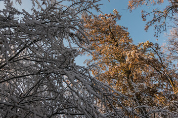 snow on the branches from the trees with blue sky  and sun