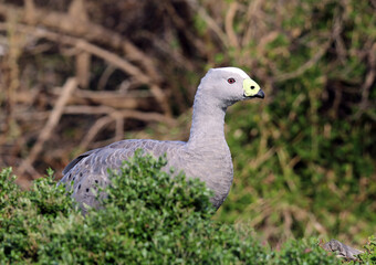 Cape Barren Goose bird standing behind a green shrub