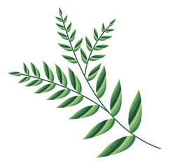 Abstract acacia leaves in flat design. Green seasonal forest foliage. Vector illustration isolated.