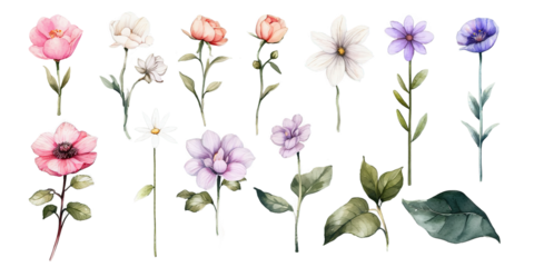 Set of floral watercolor elements. Wedding concept - flowers. Floral poster, invitation Isolated on Transparent Background PNG Generative AI