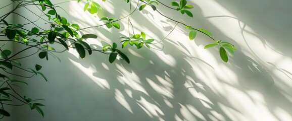 Experience The Serenity Of Nature With A Natural Window Green Shadow Overlay On A Clean Minimal Light White Background, Background HD For Designer 