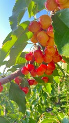 Stardust cherry