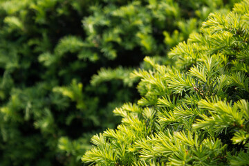 Taxus baccata close up. Green branches of yew tree(Taxus baccata, English yew, European yew).