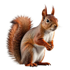 Obraz premium Red squirrel Isolated on Transparent Background PNG Generative AI