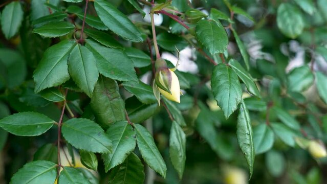 Yellow flower bud of wild Rosa canina plant, spring dog rose bush