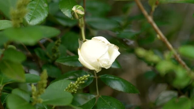 White flower of wild Rosa canina plant, spring dog rose bush with green leaves