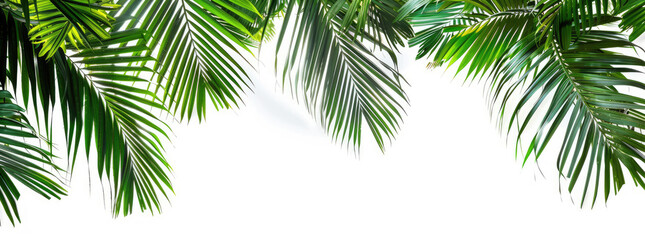 trunk and leaves of palm tree on a white background  - Powered by Adobe