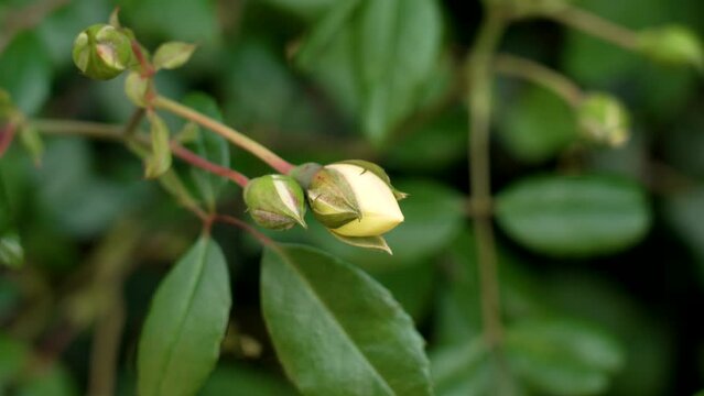 Yellow wild dog rose flower bud with swaying in the wind green leaves. Rosa canina plant