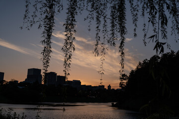 柳越しの皇居周りの夕暮れ