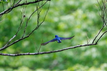 Obraz premium 新緑の中、羽虫を捕らえるために飛び立つ（フライキャッチ）美しいオオルリ（ヒタキ科）。日本国神奈川県相模原市、早戸川林道にて。 2024年4月撮影。A beautiful Blue-and-white Flycatcher (Cyanoptila cyanomelana, family of the flycatcher) takes off (fly-catches) to catch a