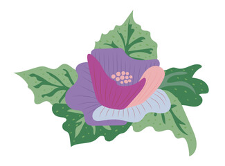 Purple flower with leaves in flat design. Anemone blossom with foliage. Vector illustration isolated.
