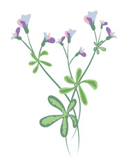 Purple pea flower on twig in flat design. Wildflower with green leaves. Vector illustration isolated.