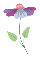Purple echinacea flower on stem in flat design. Daisy with green leaves. Vector illustration isolated.