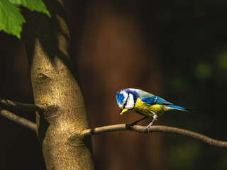 Blaumeise auf Futterfang