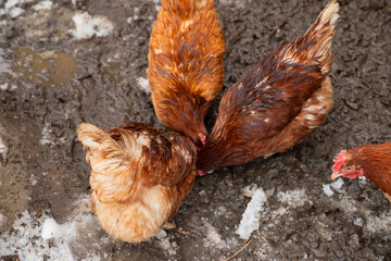 flock of chickens walking and eating in pen. free range red brown domestic chicken hens on wet snow ground on organic farm, top view. - Powered by Adobe