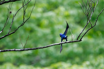 新緑の中、羽虫を捕らえるために飛び立つ（フライキャッチ）美しいオオルリ（ヒタキ科）。

日本国神奈川県相模原市、早戸川林道にて。
2024年4月撮影。

A beautiful Blue-and-white Flycatcher (Cyanoptila cyanomelana, family of the flycatcher) takes off (fly-catches) to catch a