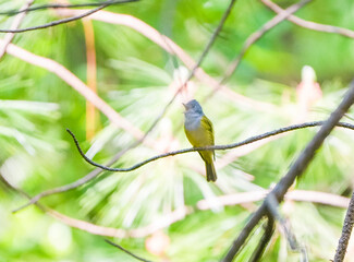 a male Culicicapa ceylonensis on the tree