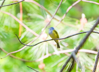 a male Culicicapa ceylonensis on the tree