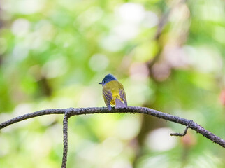 a male Culicicapa ceylonensis on the tree