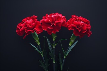 Red carnations on black background