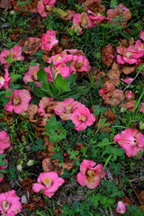 地面に落ちた椿の花