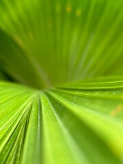 Leaf texture. Creative composite background. Go green concept. Leaves with sunlight.