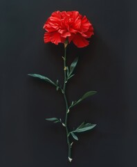 Red carnations on black background