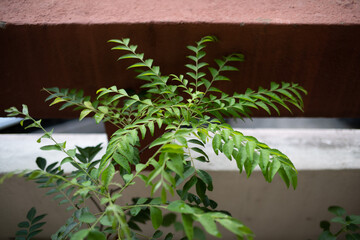 Leaf texture. Creative composite background. Go green concept. Leaves with sunlight.