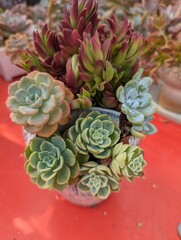 Arrangement of a variety of  succulents which looks like flower bloom on a bright red table